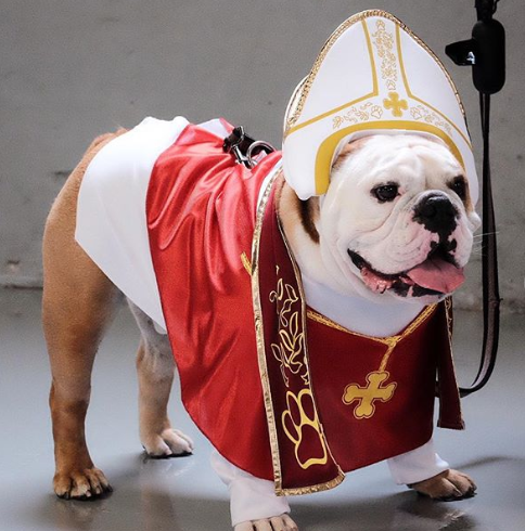 Dog pope outlet costume