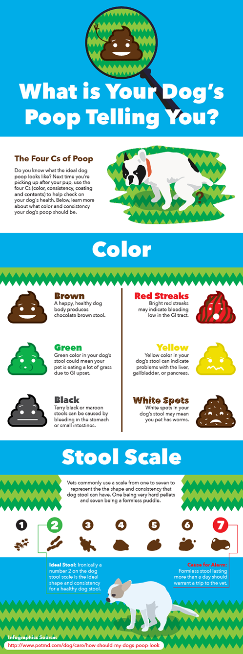 What Your Dogs Poop Tells You