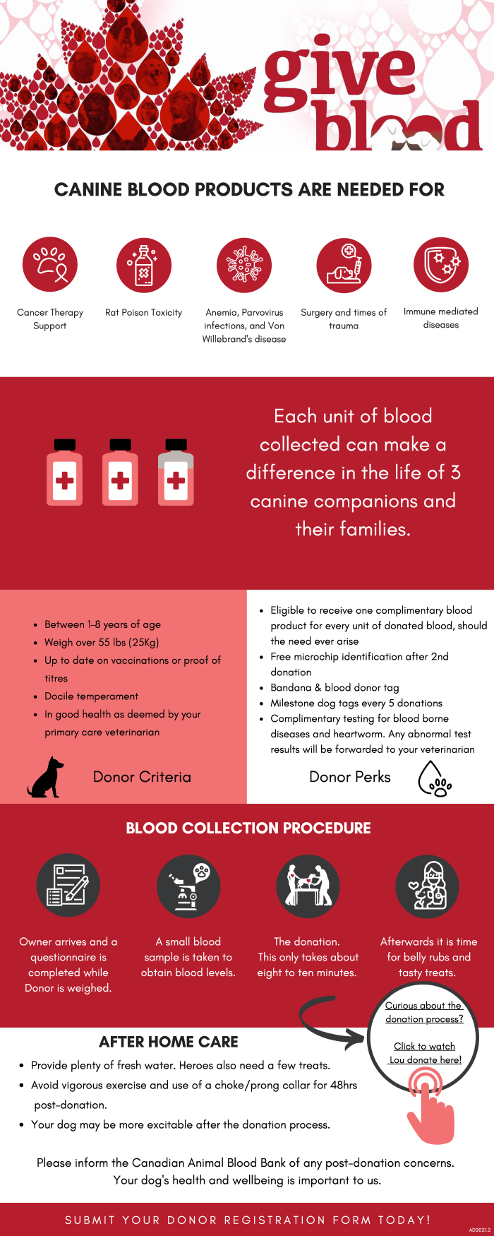 Canine blood donation Liberty Village Animal Hospital